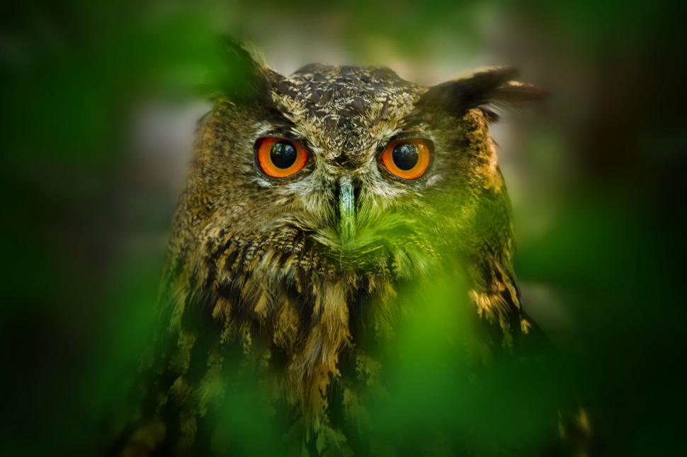 Owl eyes wallpaper,leaves HD wallpaper,blur HD wallpaper,Bird HD wallpaper,owl HD wallpaper,eyes HD wallpaper,2048x1365 wallpaper