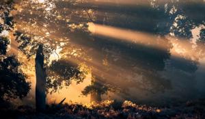 Sun rays in forest wallpaper thumb
