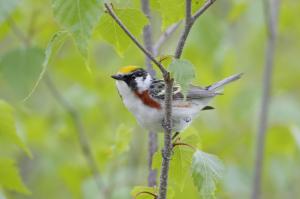 Chestnut sided warbler male canada wallpaper thumb