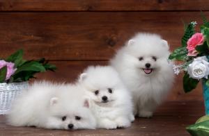 Spitz, puppy, white wallpaper thumb