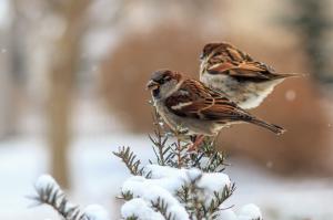 Sparrows birds wallpaper thumb