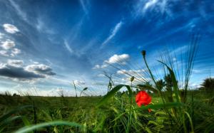 Nature, Landscape, Flower, Wheats, Clouds, Sky wallpaper thumb