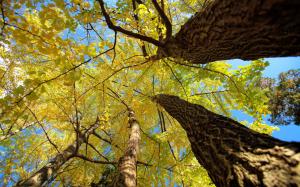 Forest, trees, trunk, yellow leaves, autumn, sky wallpaper thumb