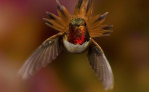 Bird Hummingbird wallpaper thumb