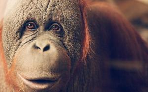 Orangutan Monkey wallpaper thumb