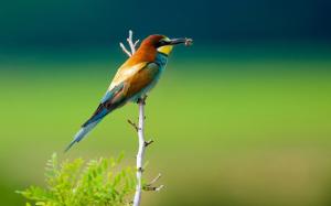 The bird eat insect wallpaper thumb