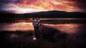 Tiger At Sunset wallpaper thumb