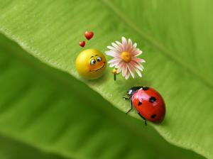 Funny Ladybug  High Definition wallpaper thumb