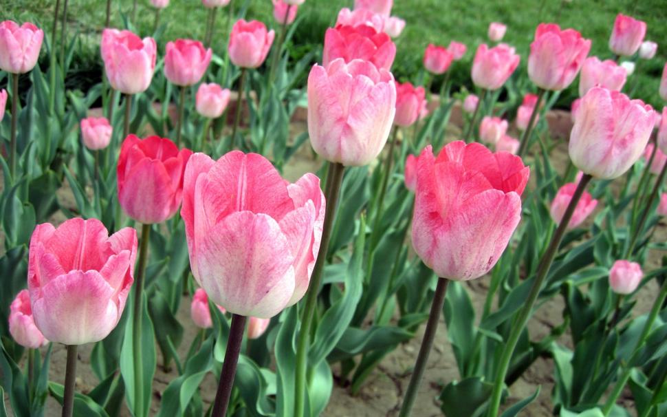 Pink tulips, flowers field wallpaper,Pink HD wallpaper,Tulips HD wallpaper,Flowers HD wallpaper,Field HD wallpaper,1920x1200 wallpaper