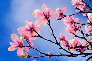 Pink Flowers On Spring Tree wallpaper thumb