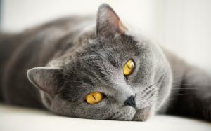 British gray cat, yellow eyes wallpaper thumb