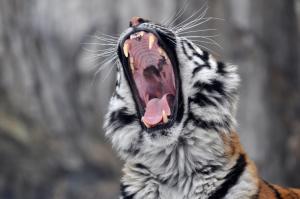 Amur tiger yawns wallpaper thumb