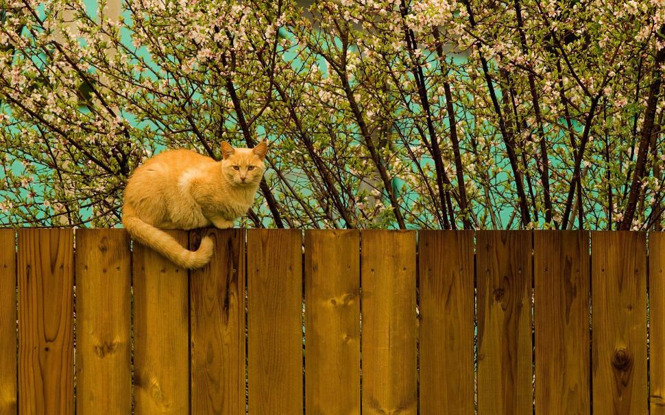 Have Cat On The Fence wallpaper,view HD wallpaper,yellow HD wallpaper,picture HD wallpaper,nice HD wallpaper,beije HD wallpaper,leaves HD wallpaper,fence HD wallpaper,beautiful HD wallpaper,trees HD wallpaper,image HD wallpaper,photoshop HD wallpaper,animals HD wallpaper,bran HD wallpaper,2560x1600 wallpaper
