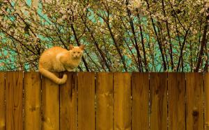 Have Cat On The Fence wallpaper thumb