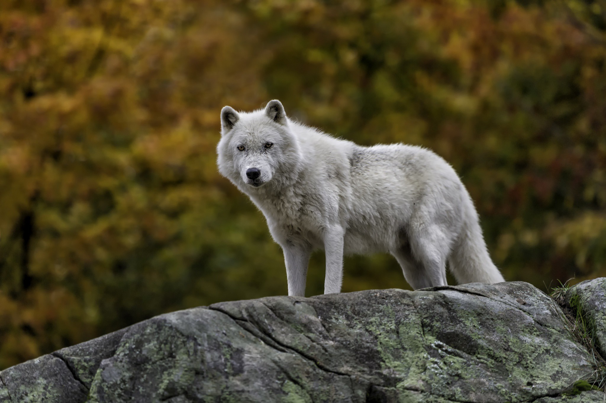 Artic wolf wallpaper | animals | Wallpaper Better