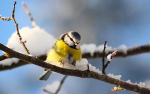 Bird photography, titmouse, twigs, winter snow wallpaper thumb