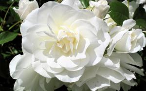 White blossomed rose wallpaper thumb