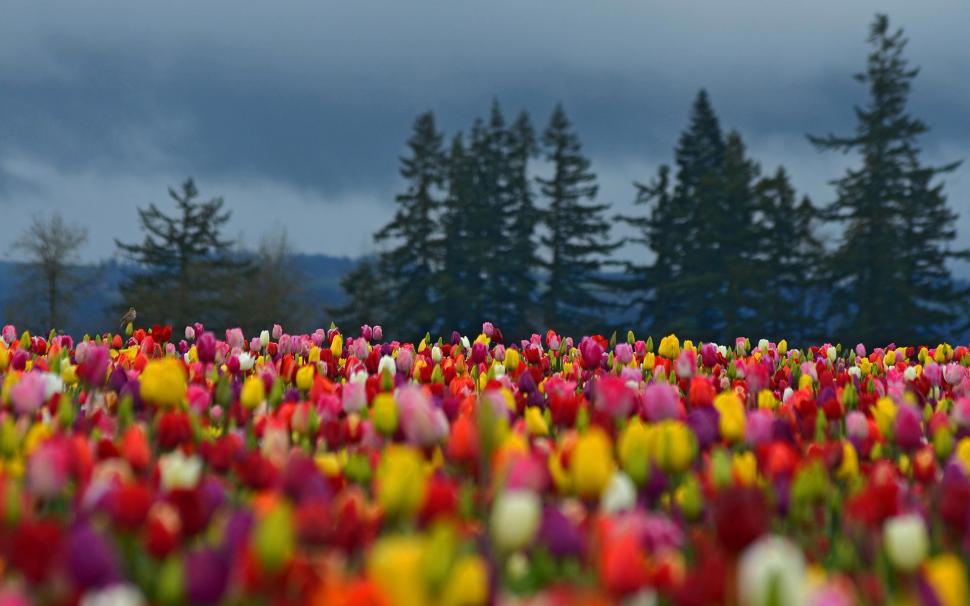 Flowers Field Tulips Colorful Forest Trees Spruce Photo Background wallpaper,flowers HD wallpaper,background HD wallpaper,colorful HD wallpaper,field HD wallpaper,forest HD wallpaper,photo HD wallpaper,spruce HD wallpaper,trees HD wallpaper,tulips HD wallpaper,1920x1200 wallpaper
