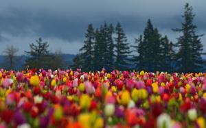 Flowers Field Tulips Colorful Forest Trees Spruce Photo Background wallpaper thumb