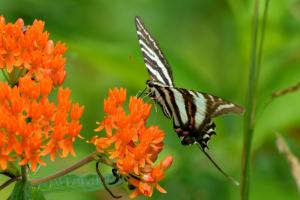 Butterfly Nature Insects Macro Zoom Close Free Background wallpaper thumb