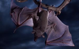 Vampire Bat wallpaper thumb