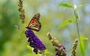 Nature summer, butterfly, purple flowers wallpaper thumb