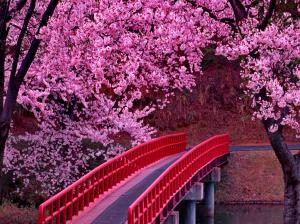 Bridge Under Blooming Tree wallpaper thumb