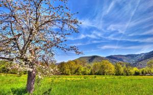 Fields, mountains, apple tree, spring, sky wallpaper thumb