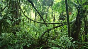 Jungle Green Plants HD wallpaper thumb