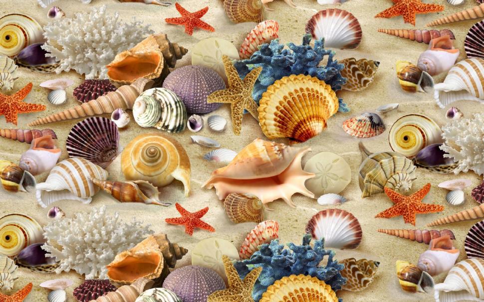 Sea Symbols wallpaper,shells HD wallpaper,corals HD wallpaper,sand HD wallpaper,beach HD wallpaper,gorgeous HD wallpaper,2880x1800 wallpaper