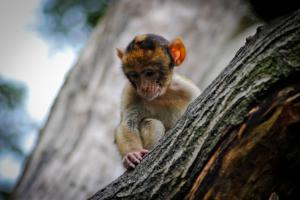 Small monkey on tree wallpaper thumb