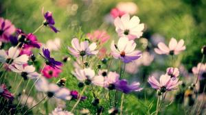 Pink cosmos flowers wallpaper thumb