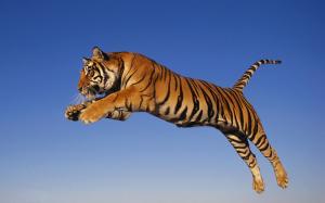 Tiger Jump wallpaper thumb