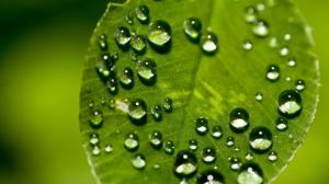 Macro Leaf Water Drops Green HD wallpaper thumb