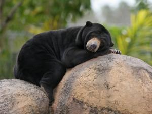 Malay bear, black, stones, sleep wallpaper thumb
