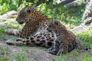 Jaguars, wild cats wallpaper thumb