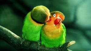 Pair Of Green Parrots wallpaper thumb