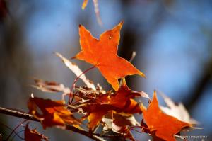 Maple Leaves, Nature, Leaves, Depth Of Field wallpaper thumb