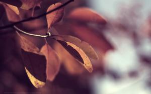 Autumn Leaves Closeup wallpaper thumb