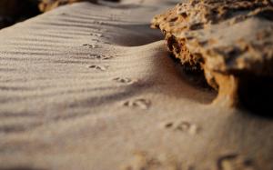 Tracks in Sand wallpaper thumb