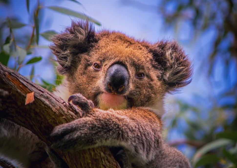 Koala in Australia wallpaper,tree HD wallpaper,portrait HD wallpaper,branch HD wallpaper,Koala HD wallpaper,phascolarctos cinereus HD wallpaper,marsupial herbivore HD wallpaper,eucalyptus HD wallpaper,South Australia HD wallpaper,2048x1456 wallpaper
