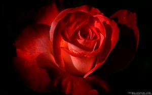 Red Rose wallpaper thumb