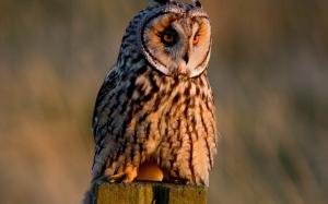 Long-eared owl, birds photography wallpaper thumb