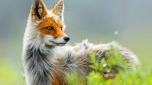 Wild Fox wallpaper thumb