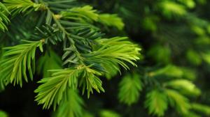 Green Pine wallpaper thumb