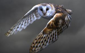 Owl flying, barn owl, wings wallpaper thumb