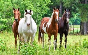 Four horse on the grass wallpaper thumb