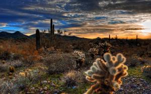 Cactuses in the sunlight wallpaper thumb