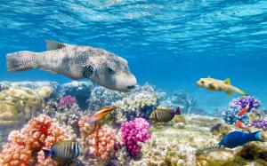 Underwater world ocean wallpaper thumb