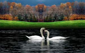 Lovely Swans Nature Lake  HD wallpaper thumb